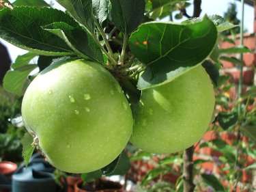 apple.jpg - 15.49 kb
